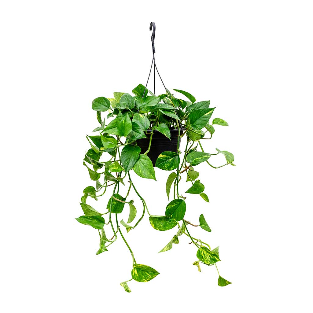 Epipremnum Plant (Golden pothos, Money plant, or Devil’s ivy)
