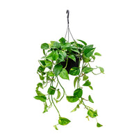 Epipremnum Plant (Golden pothos, Money plant, or Devil’s ivy)