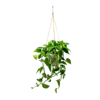 Epipremnum Plant (Golden pothos, Money plant, or Devil’s ivy)