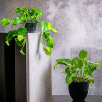Epipremnum Plant (Golden pothos, Money plant, or Devil’s ivy)
