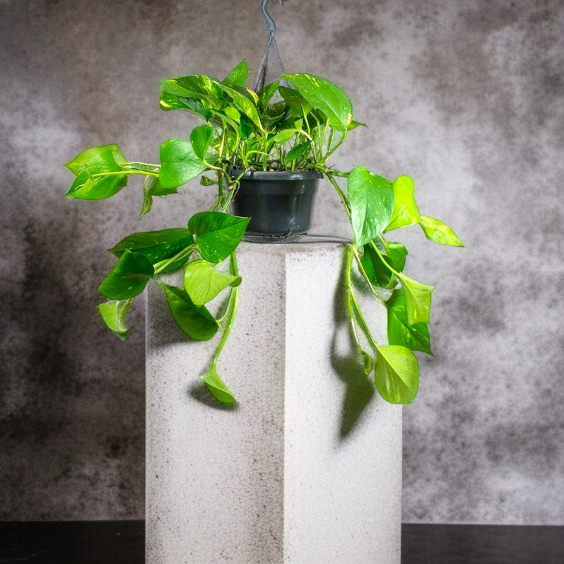 Epipremnum Plant (Golden pothos, Money plant, or Devil’s ivy)