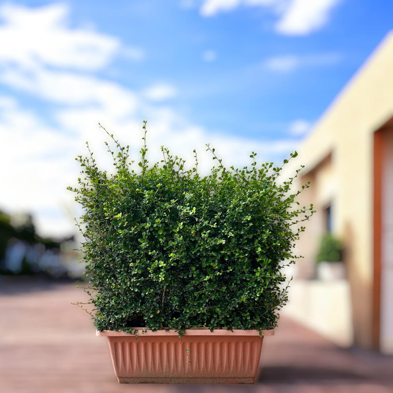 Ehretia Microphylla Hedge Shape