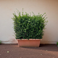 Ehretia Microphylla Hedge Shape