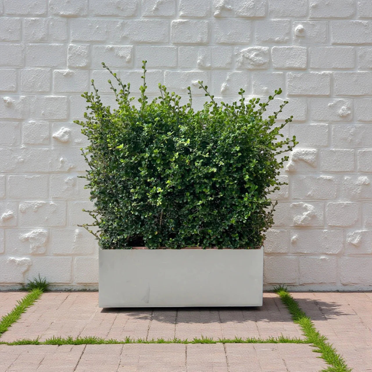 Ehretia Microphylla Hedge Shape