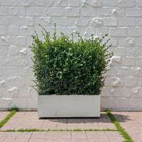 Ehretia Microphylla Hedge Shape