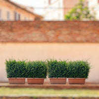 Ehretia Microphylla Hedge Shape