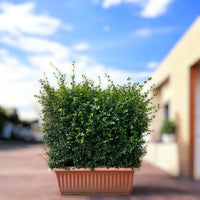 Ehretia Microphylla Hedge Shape