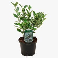 Euonymus japonicus - Albomarginatus