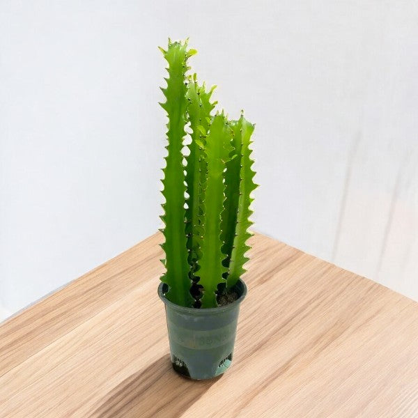 Euphorbia Trigona