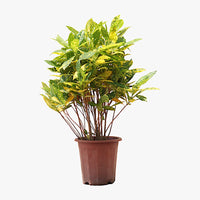 Croton Lemon Plant - Gold Dust