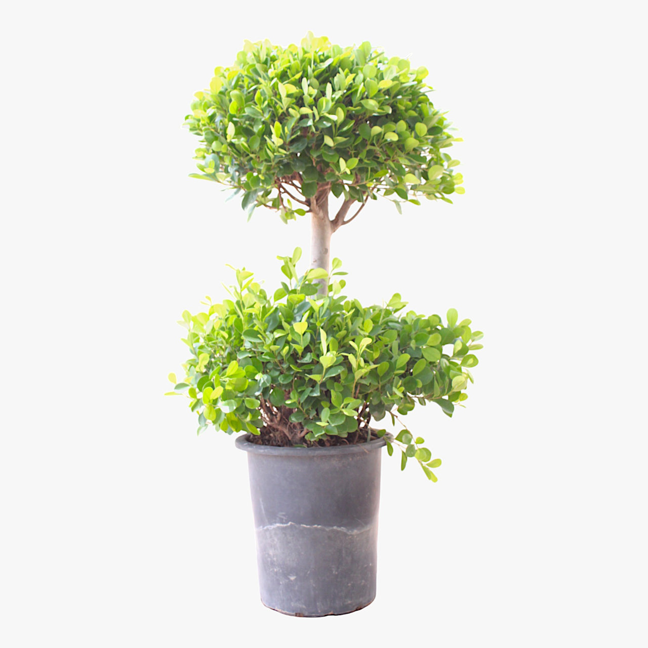Ficus Panda - 2 Head - Ficus Retusa
