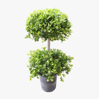 Ficus Panda - 2 Head - Ficus Retusa