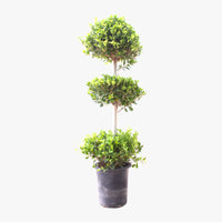 Ficus Panda – 3 Head – Ficus Retusa