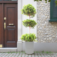 Ficus Panda – 3 Head – Ficus Retusa