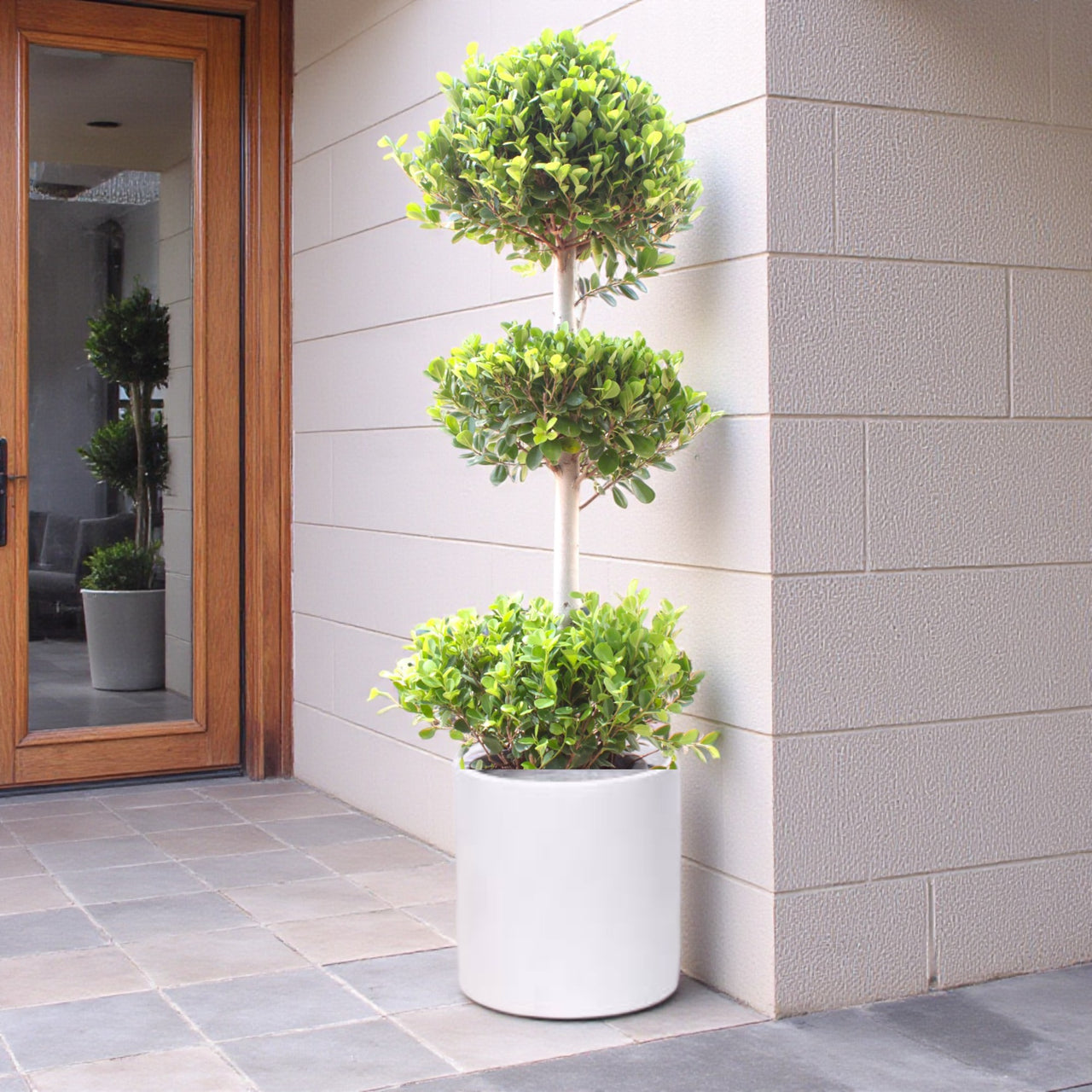 Ficus Panda – 3 Head – Ficus Retusa