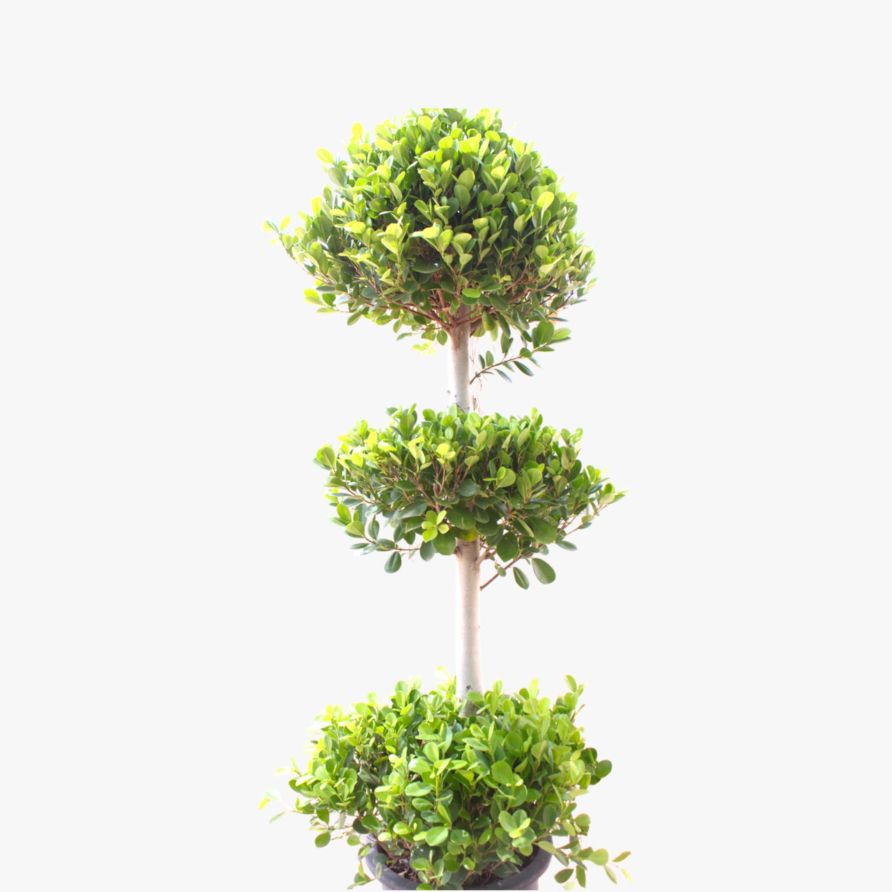 Ficus Panda – 3 Head – Ficus Retusa