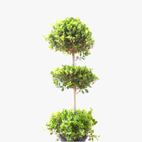 Ficus Panda – 3 Head – Ficus Retusa