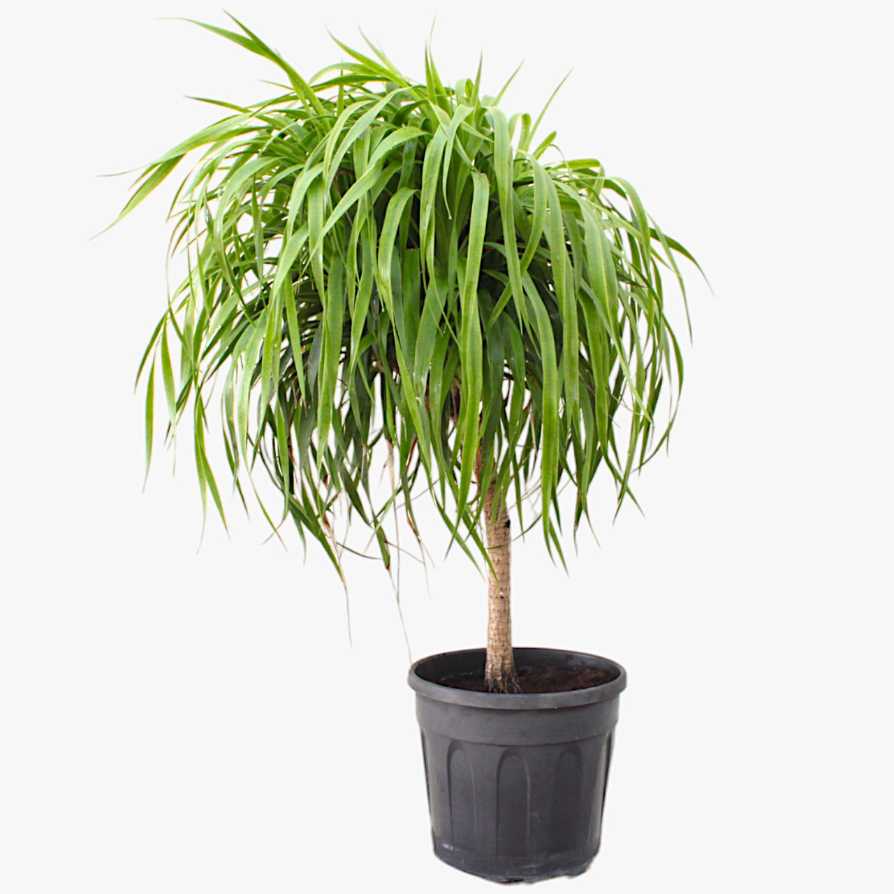 Dracena Draco