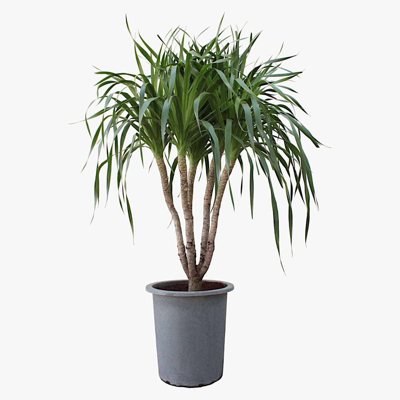 Dracena Draco