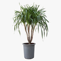 Dracena Draco