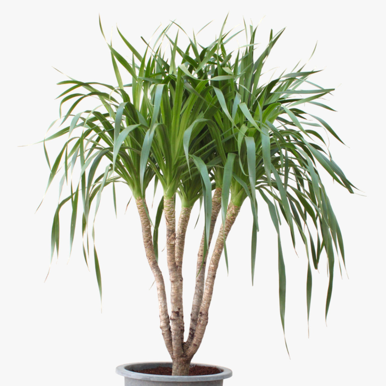 Dracena Draco