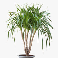 Dracena Draco