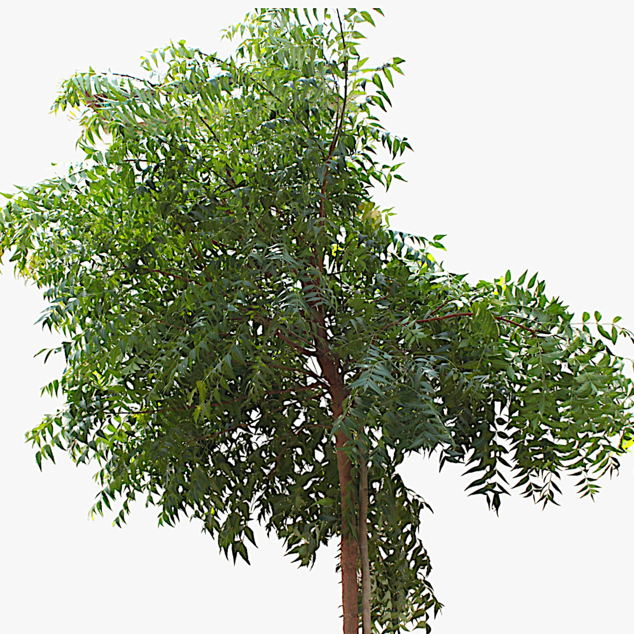 Azadirachta Indica - Neem
