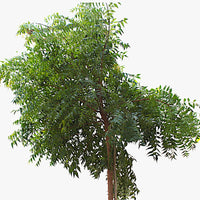 Azadirachta Indica - Neem