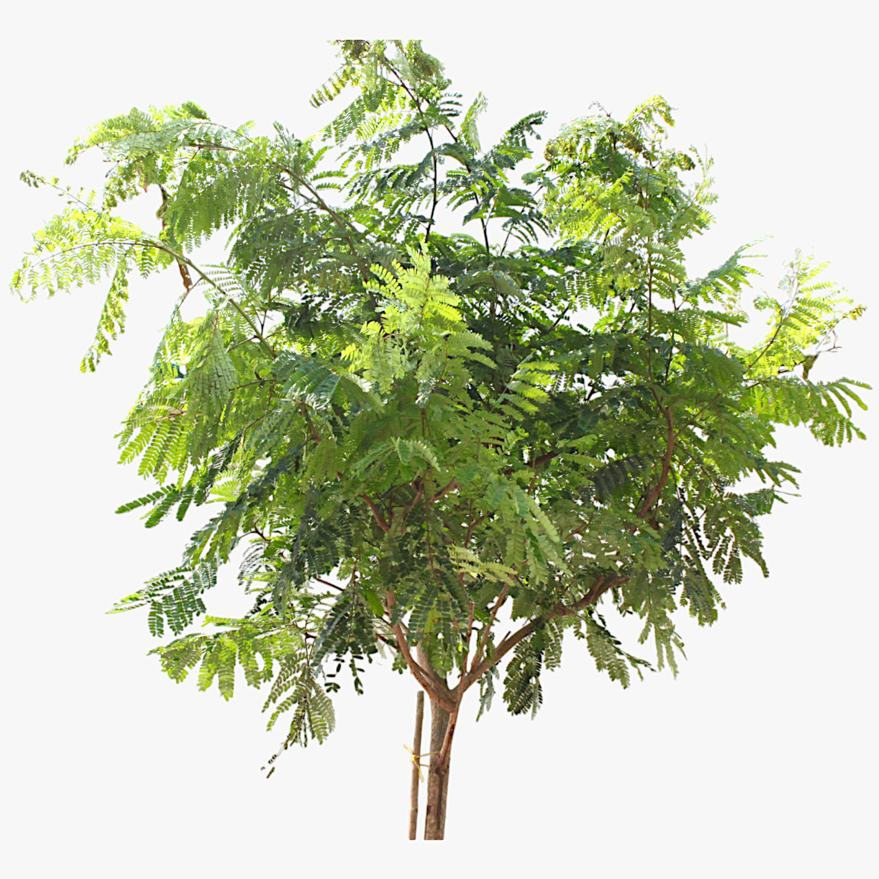 Peltophorum inerme - Yellow Poinciana