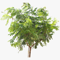 Peltophorum inerme - Yellow Poinciana