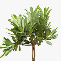 Plumeria Obtusa - Frangipani