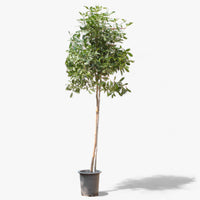 Tabocia Rocia Tree Tabebuia Rosea-Rosy Trumpet Tree | Outdoor trees Dubai |Classicflowers ...
