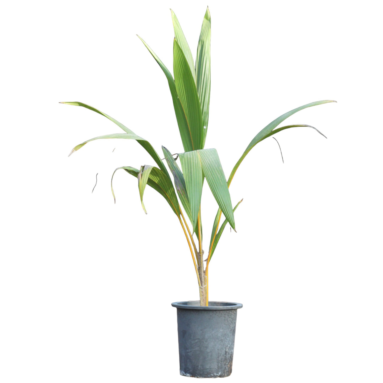 Cocos Nucifera - Coconut Palm