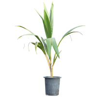 Cocos Nucifera - Coconut Palm