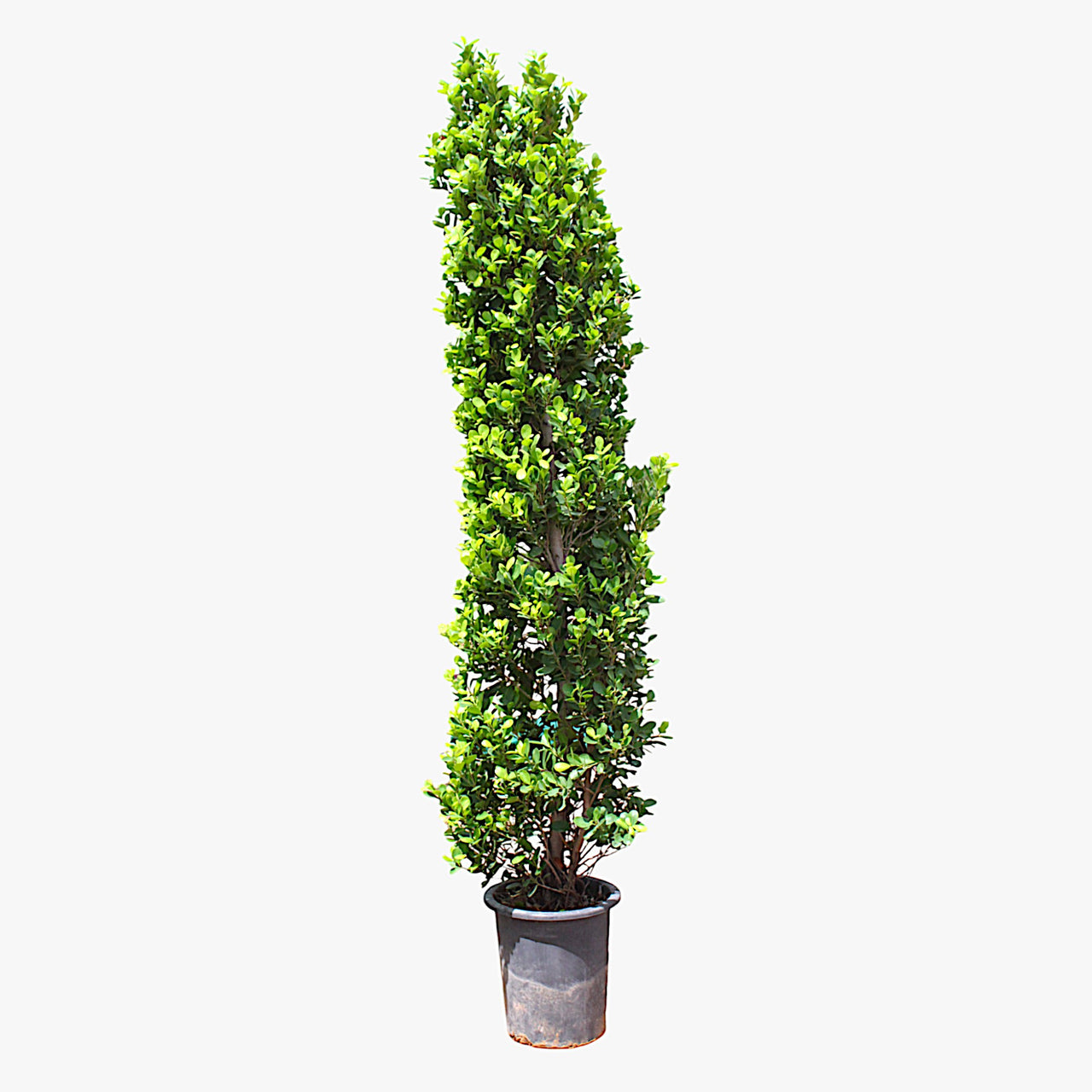 Ficus Panda Cone - Ficus Diversifolia
