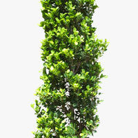 Ficus Panda Cone - Ficus Diversifolia
