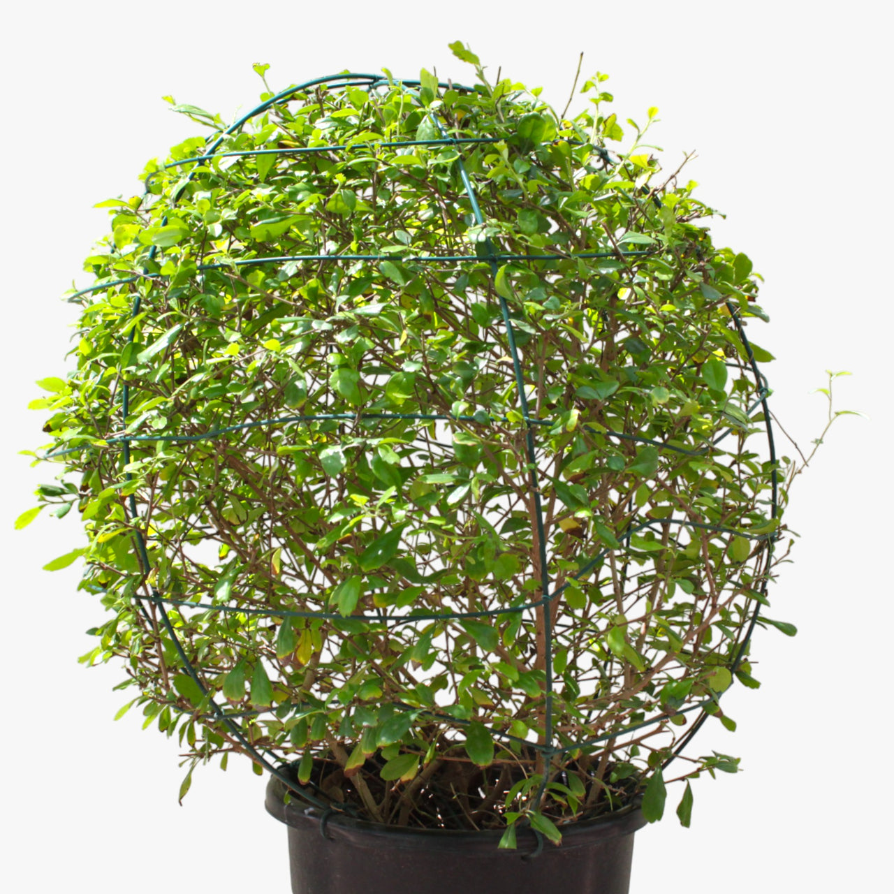 Ehretia Microphylla - Fukien Tea Tree - Ehretia Ball Shape