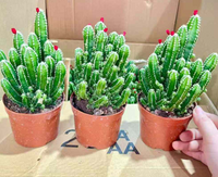 Fairy Castle Cacti (Acanthocereus tetragonus)