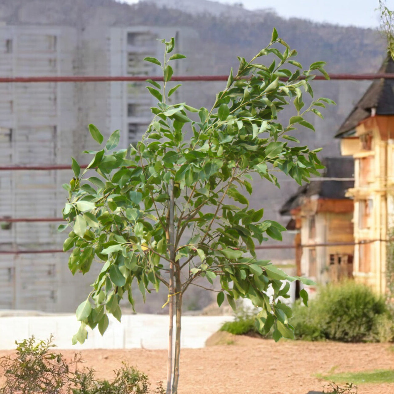 Ficus Altissima - Council Tree
