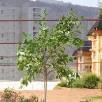 Ficus Altissima - Council Tree