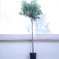 Ficus Altissima - Council Tree