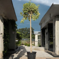 Ficus Altissima - Council Tree