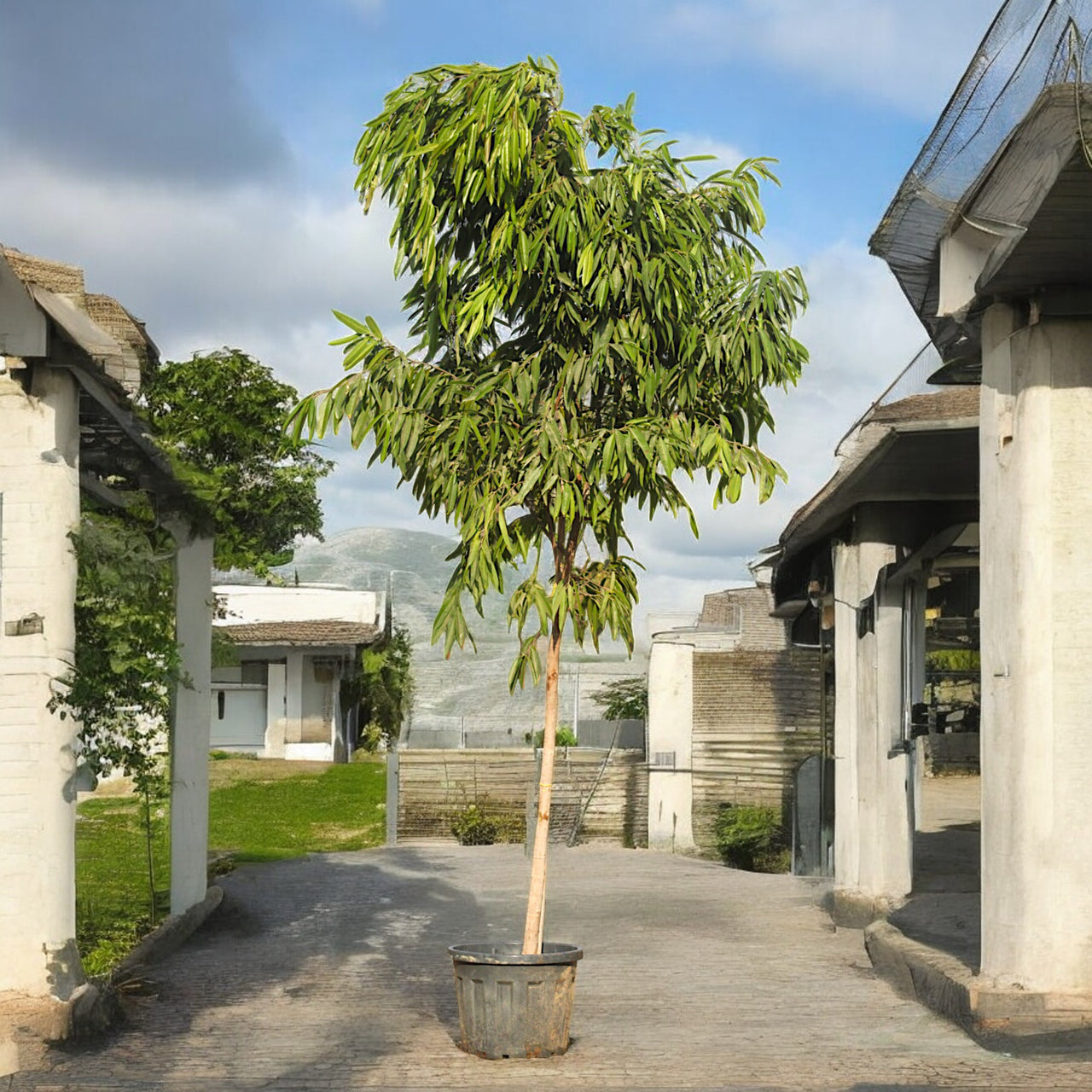 Ficus Amstel Queen - Long Leaf Ficus