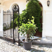 Ficus Ginseng Bonsai - Ficus Retusa Plant