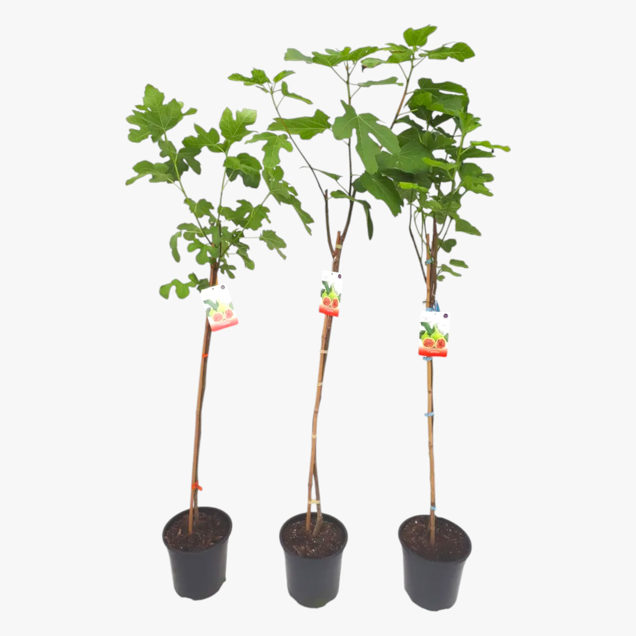 Ficus Carica - Fig Tree
