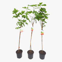 Ficus Carica - Fig Tree