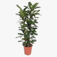 Ficus Cyathistipula - Fig Tree