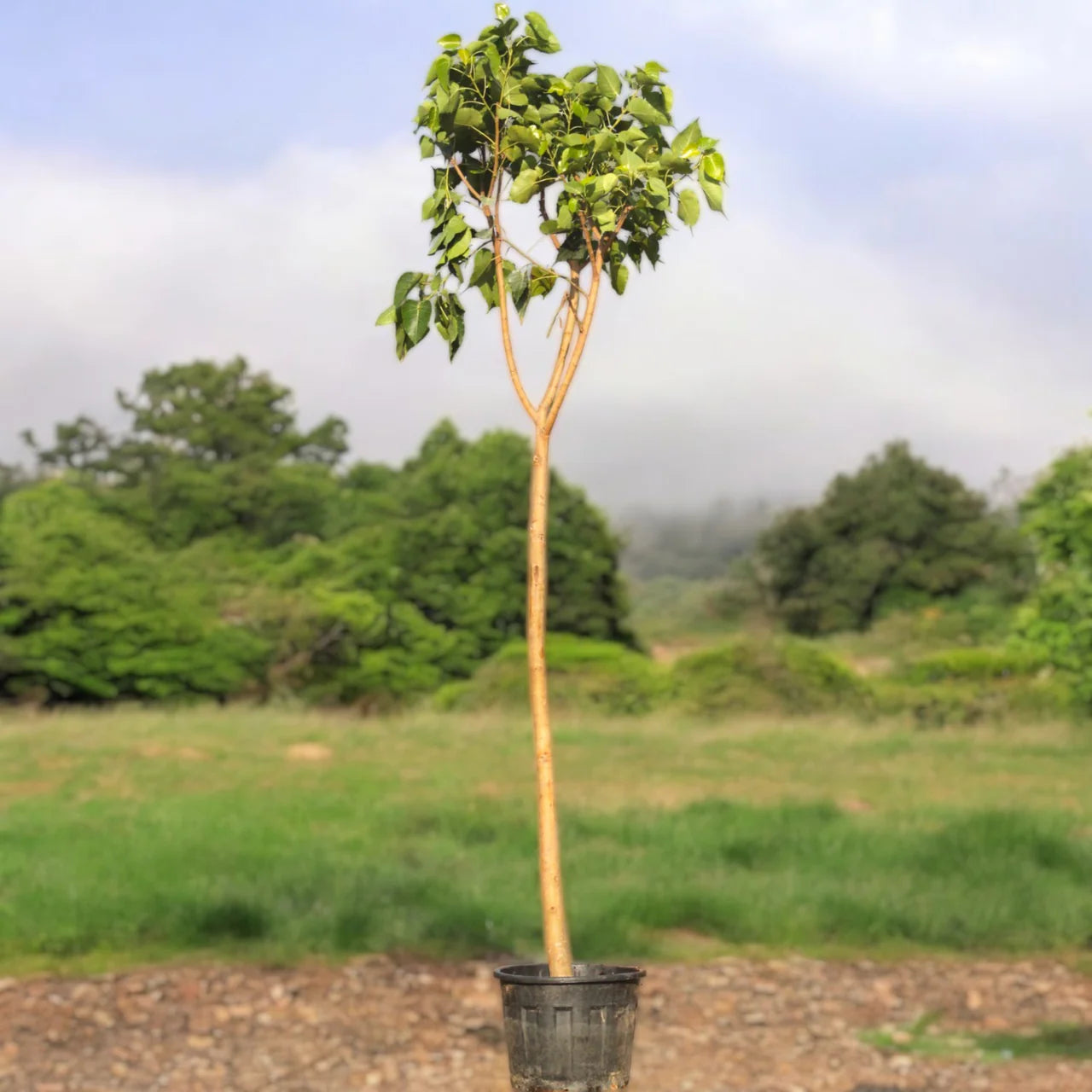 Ficus Religiosa – Sacred Fig Tree