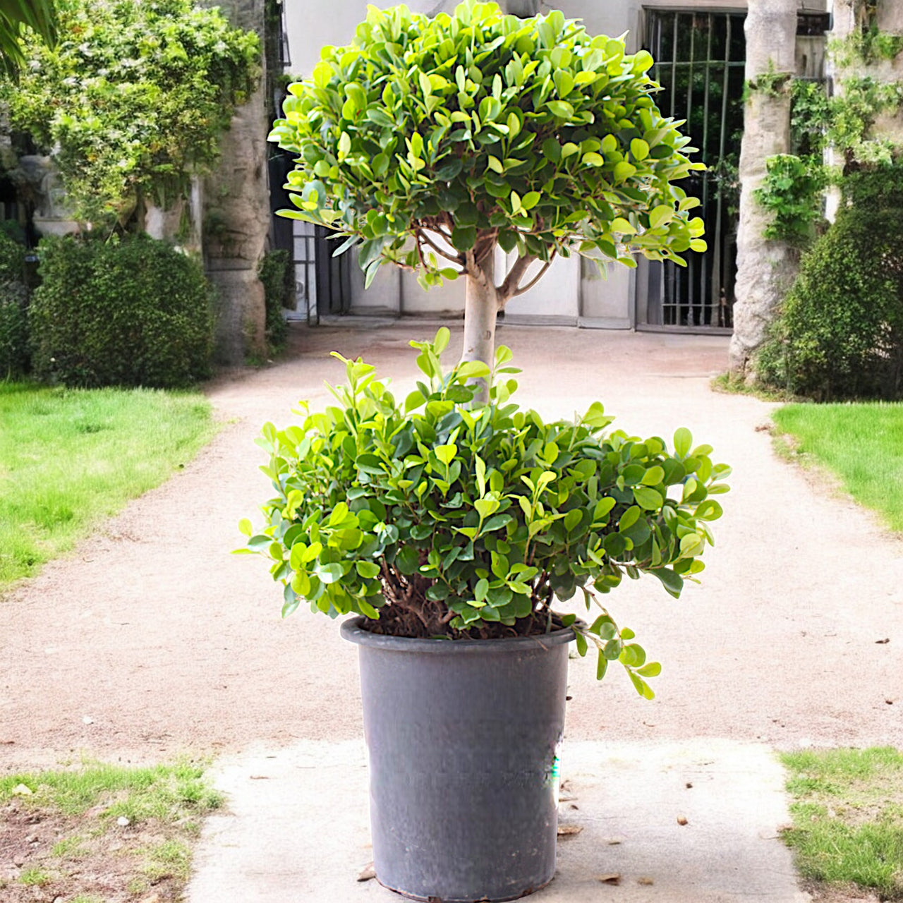 Ficus Panda - 2 Head - Ficus Retusa