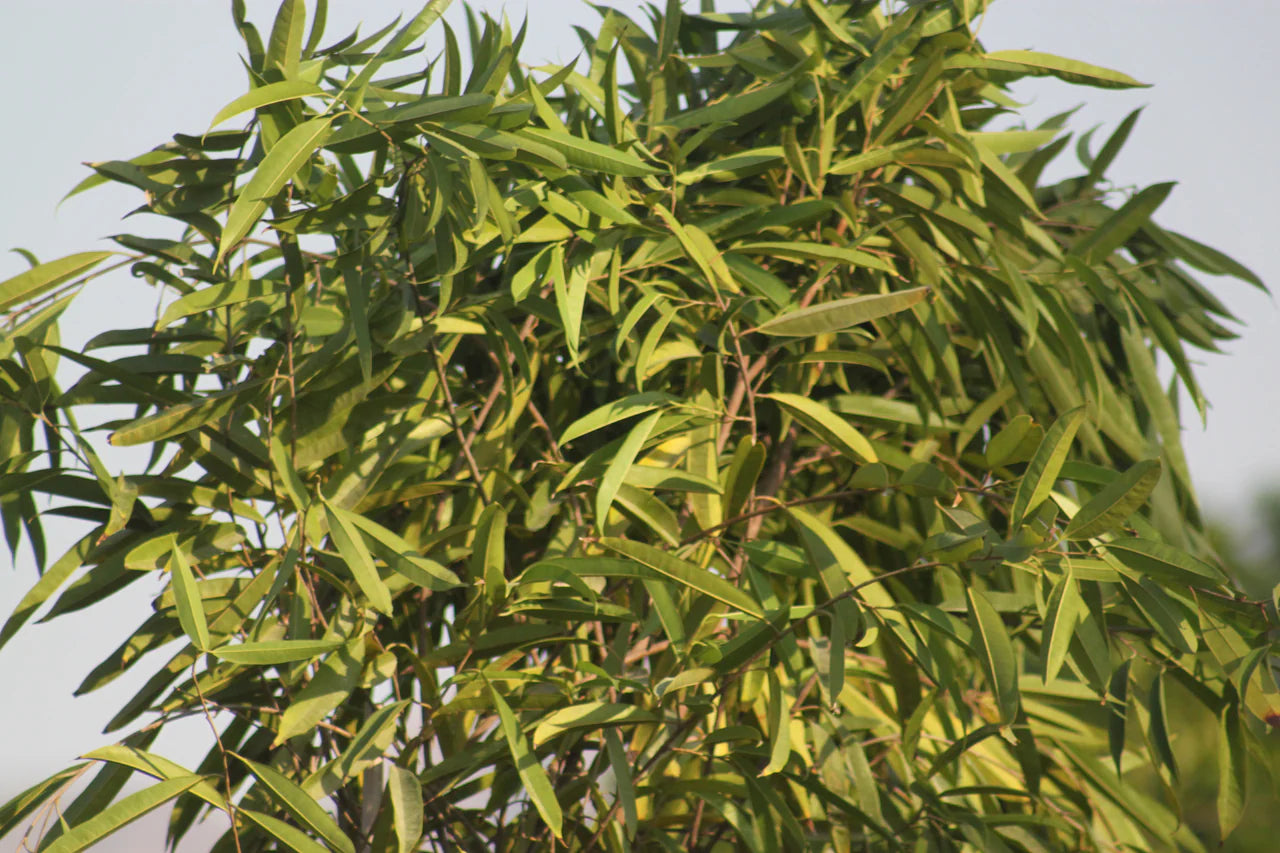 Ficus Amstel Queen – Long Leaf Ficus